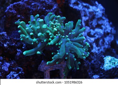 Toxic Green Frog Spawn Coral