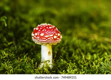 Toxic and hallucinogen mushroom Amanita muscaria in closeup - Shutterstock ID 749489251