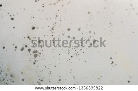 Toxic mold growing and developing on a white wall. Black spots and stains of fungus bacteria. Concept of damp, moisture, condensation and high humidity. 
