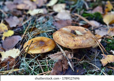 Toxischer Pilzpaxillus involutus, der im Wald wächst