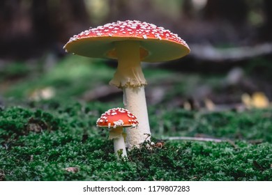 Toxic mushrooms in nature - Shutterstock ID 1179807283
