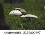 toxic mushrooms pair 
shot on canon 80D