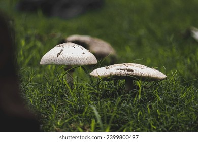 toxic mushrooms pair 
						shot on canon 80D
