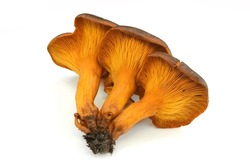 Toxic Omphalotus Olearius Mushroom Isolated On White. Omphalotus Olearius Or Orange Jack O Lantern Mushroom Gills, Toxic Mushroom