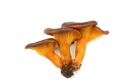 Toxic Omphalotus Olearius Mushroom Isolated On White. Omphalotus Olearius Or Orange Jack O Lantern Mushroom Gills, Toxic Mushroom