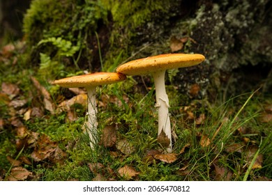 Toxic Red Cap Mushroom On The Forest Floor