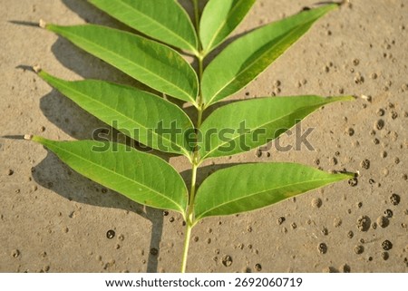 Toxicodendron succedaneum, deciduous tree with smooth leaves and short petioles native to East Asia