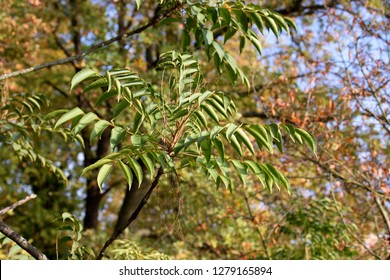 Toxicodendron vernicifluum (formerly Rhus verniciflua), also known by the common name Chinese lacquer tree