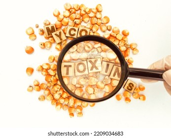 Toxins in Corn, Mycotoxin awareness - Shutterstock ID 2209034683