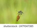 toxophora, flying insect, a toxophora perched on a wild tree branch or grass
