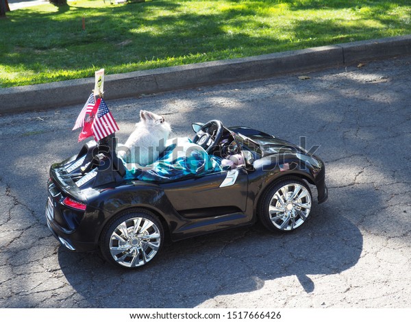 Toy car, with tiny white rabbit wearing
sunglasses enjoying an afternoon
ride