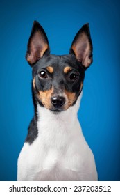 Toy Fox Terrier