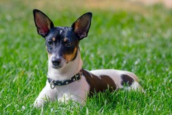 A Toy Fox Terrier, American Toy Terrier Or Amertoy. Tri-Color Variant, Lay Down On Grass.
