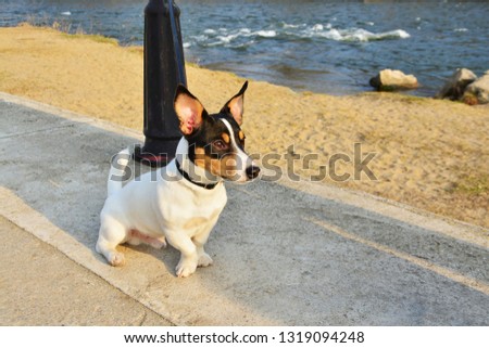 Toy fox terrier dog sitting on the promenade near the river at sunset.