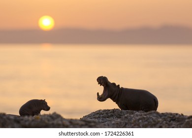 Toy Hippo Sunbathing On The Beach, Sunset Over The Sea, Weights Do Not Mind