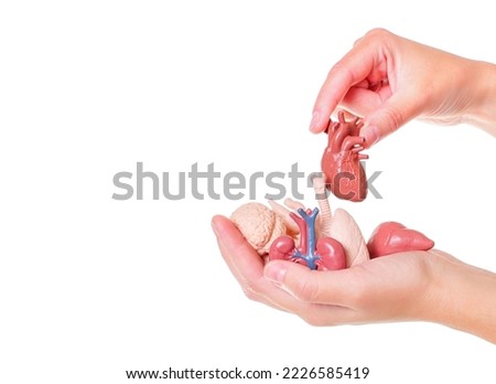 Toy human body organs in hands isolated on white background. Teaching with anatomical models.