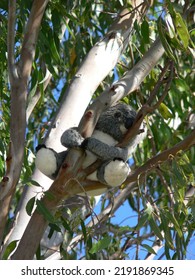 Toy Koala Bear Sitting In A Gum Eucalyptus Tree In Australia