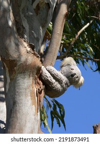 Toy Koala Bear Sitting In A Gum Eucalyptus Tree In Australia