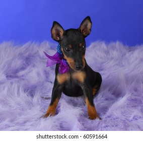 165 Toy manchester terrier Images, Stock Photos & Vectors | Shutterstock