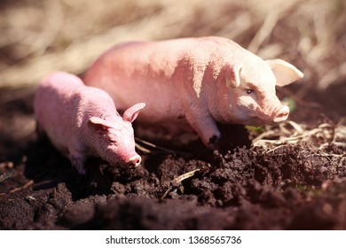 toy pig in wildlife photographed toy outdoors in the mud like a live pig