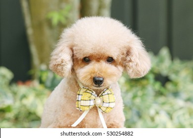 Toy Poodle