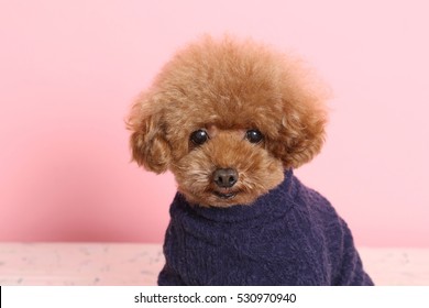 犬 トイプードル Images Stock Photos Vectors Shutterstock