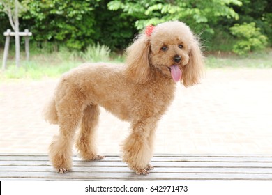 Toy Poodle