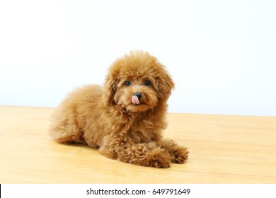 Toy Poodle