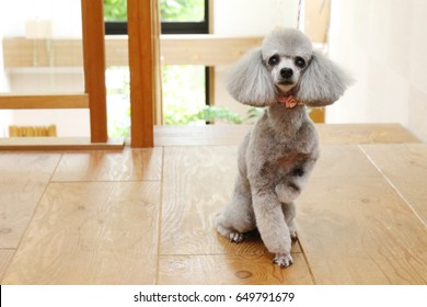 Toy poodle