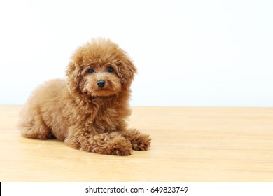 Toy Poodle