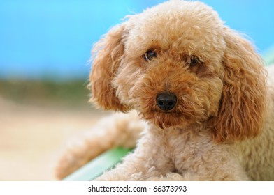 toy poodle