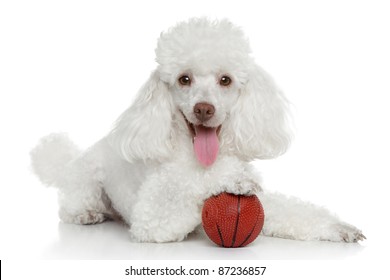 Toy Poodle With Ball On A White Background