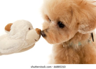 toy poodle and toy bear