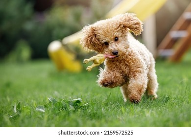 A Toy Poodle Biting And Fetching A Soft Rubber Toy And Running In Public Park. Fast And Furious Puppy Quickly Run Toward Camera In Sunny Summer Background.