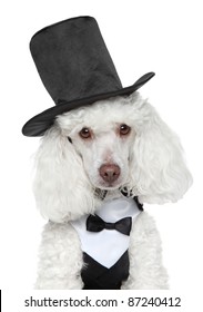 Toy Poodle in black waistcoat and hat on white background