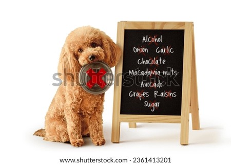 Toy poodle with bowl and list of toxic foods for dogs written on blackboard - Concept of dog food nutrition and diet