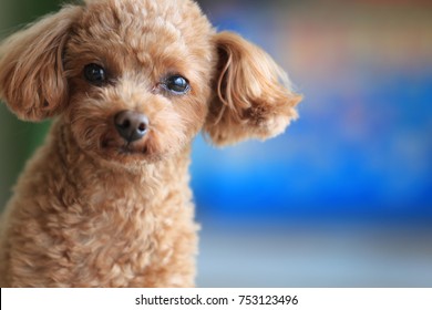 toy poodle called Happy