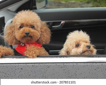 toy poodle in car