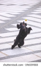 Toy Poodle To Catch The Ball