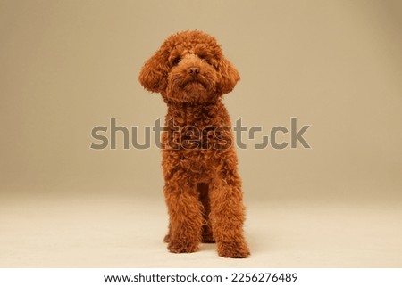 toy poodle dog in the studio