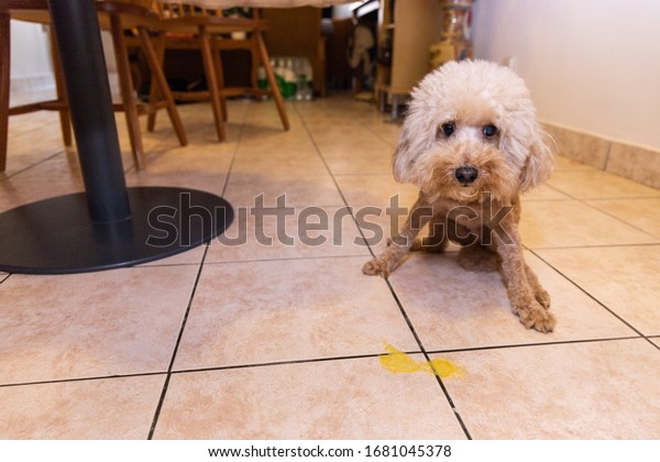 Toy Poodle Dog Vomits Yellow Substance Stock Photo (Edit Now) 1681045378