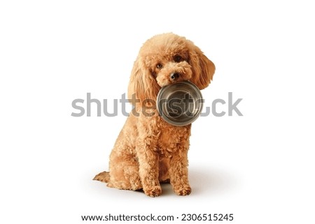 Toy poodle with empty bowl and - Concept of dog food nutrition and diet
