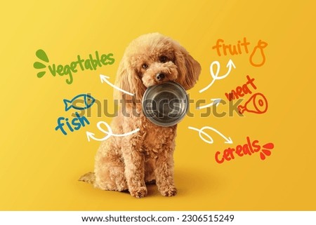 Toy poodle with empty bowl and food nutrients written on yellow background- Concept of dog food nutrition and diet