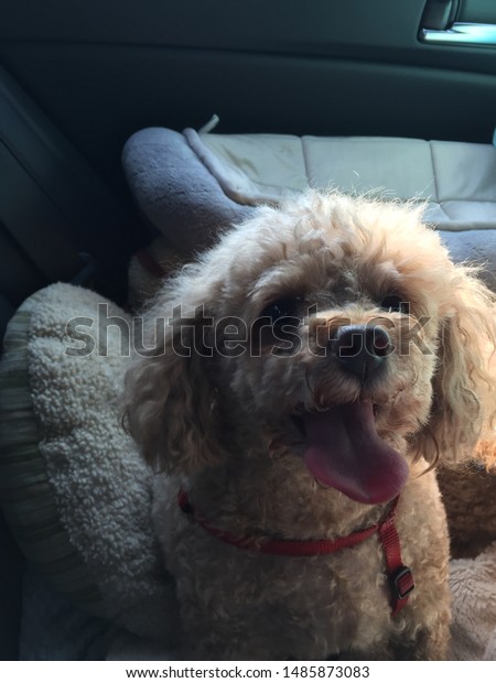 A toy poodle enjoying a
car ride