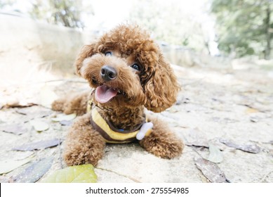 Toy Poodle lying on concrete floor at the park