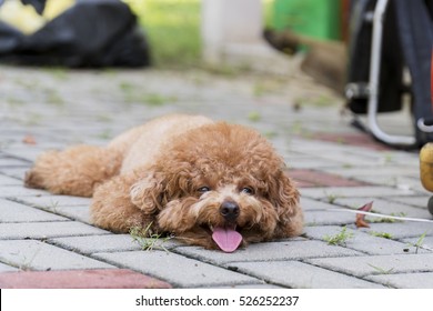 Toy Poodle lying on concrete floor at the park