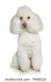 Toy Poodle On A White Background