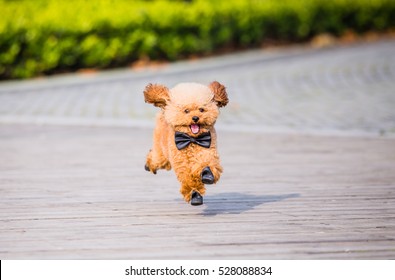 Toy Poodle playing in a park in city of China.