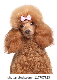 Toy poodle puppy close-up portrait on a white background