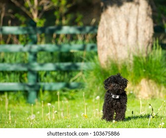 Toy poodle puppy enjoying freedom in his backyard wearing his invisible fencing collar in the Spring. - Powered by Shutterstock